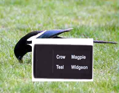       ( ) LR Active Ucaller  4   () Crow, Magpie, Teal and Widgeon Sound Card For UCaller     